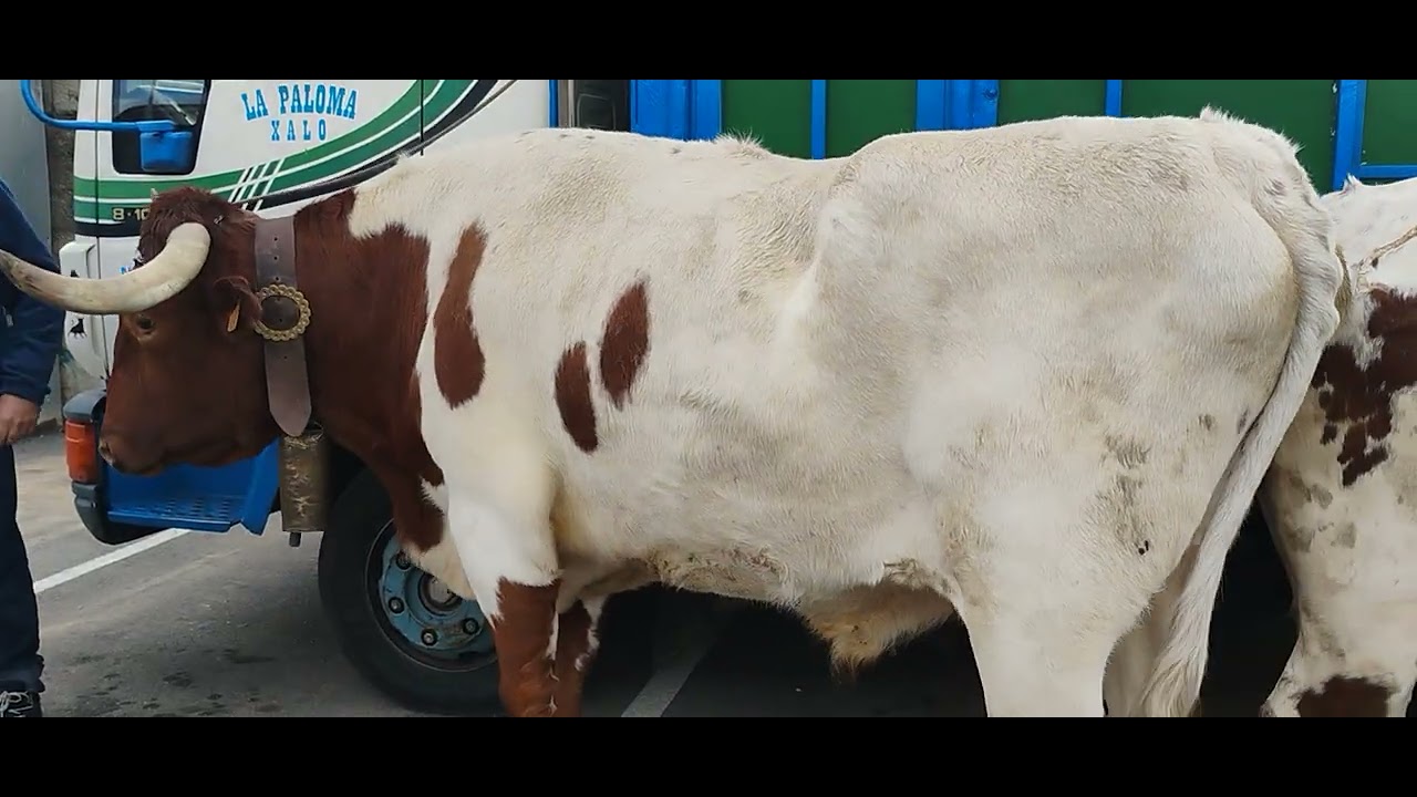 Bendición de los animales cabestros oliva valencia 
