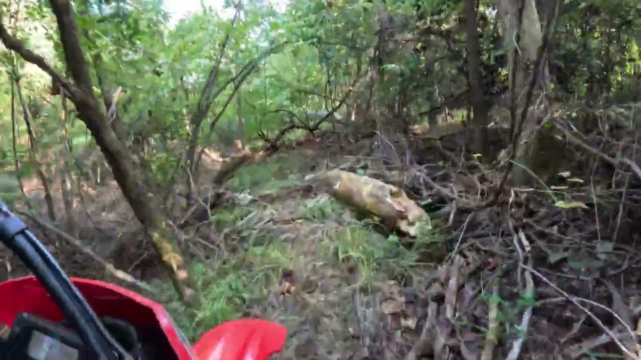 CRF450RL in some East Texas single track.