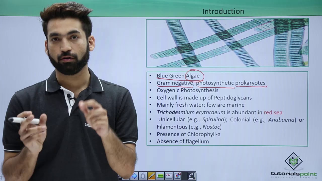 Class 11th – Cyanobacteria – Introduction | Biological Classification | Tutorials Point