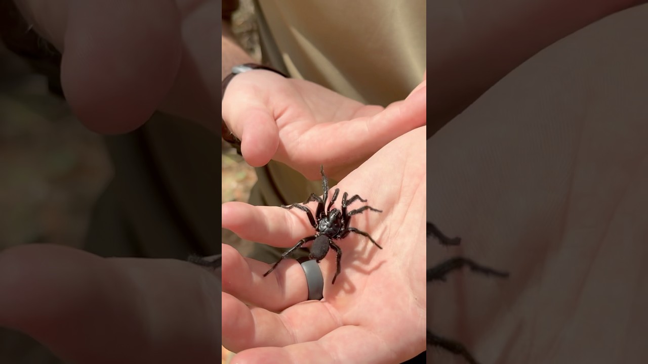 SYDNEY FUNNEL WEB SPIDER! YIKES! #funnelweb #sydneyfunnelweb #spider