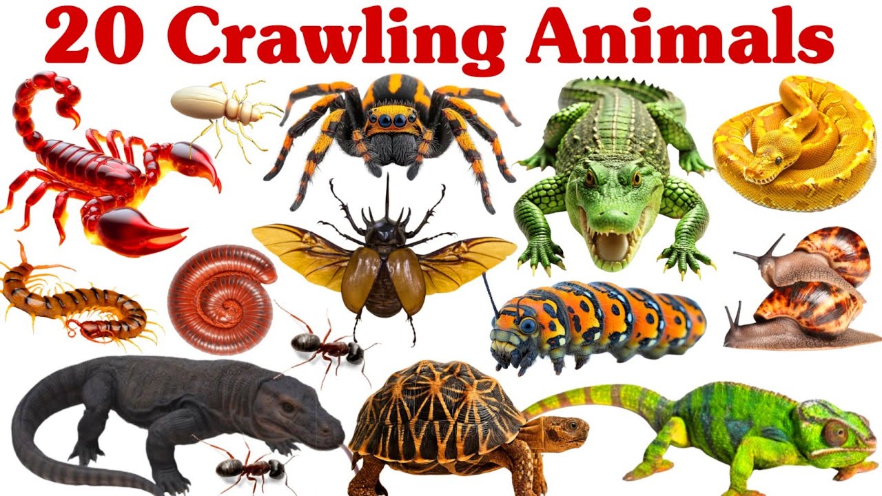 20 रेंगने वाले जानवरों के नाम सीखें बच्चों के लिए | Learn 20 Crawling Animal Names for Kids