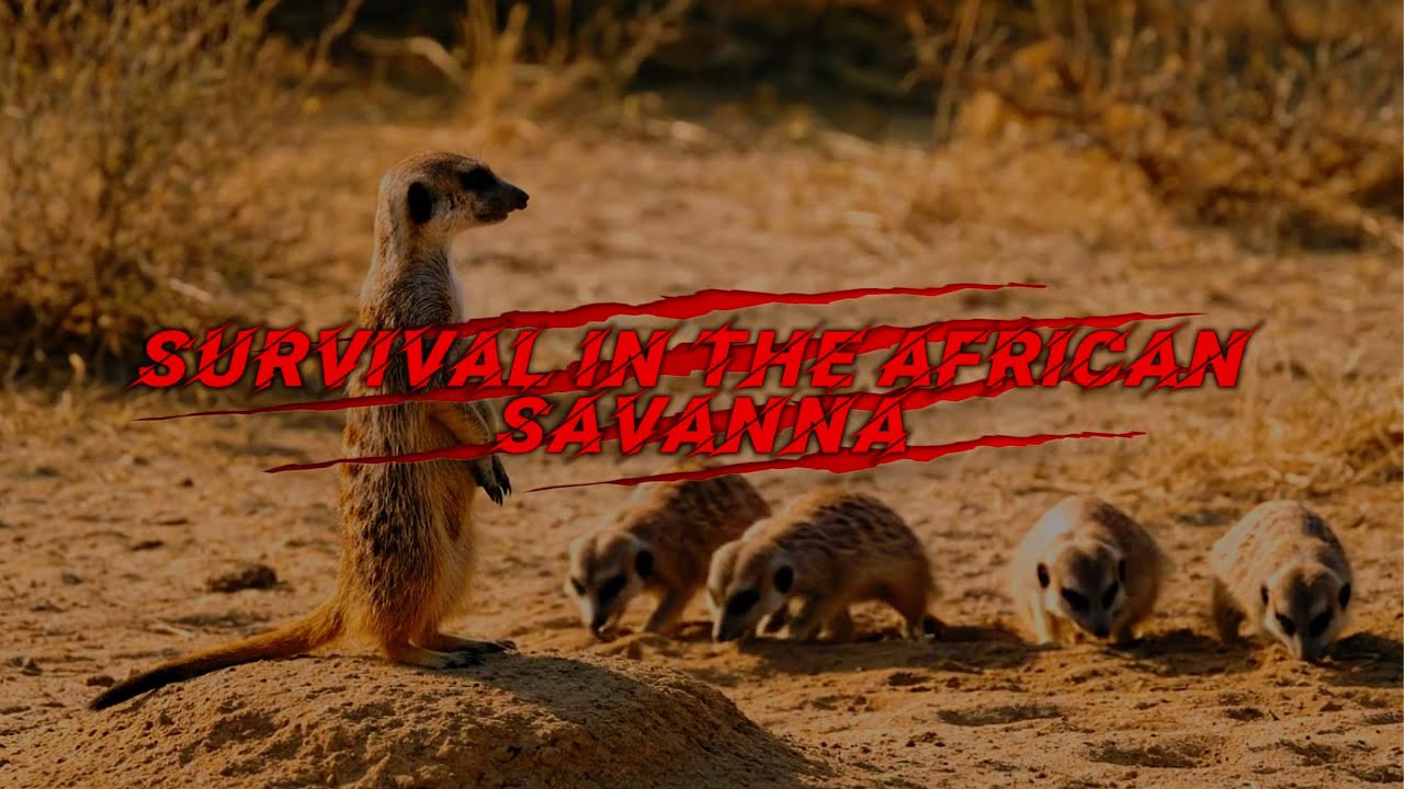 The Great Plains of Africa: Understanding the Savanna Ecosystem