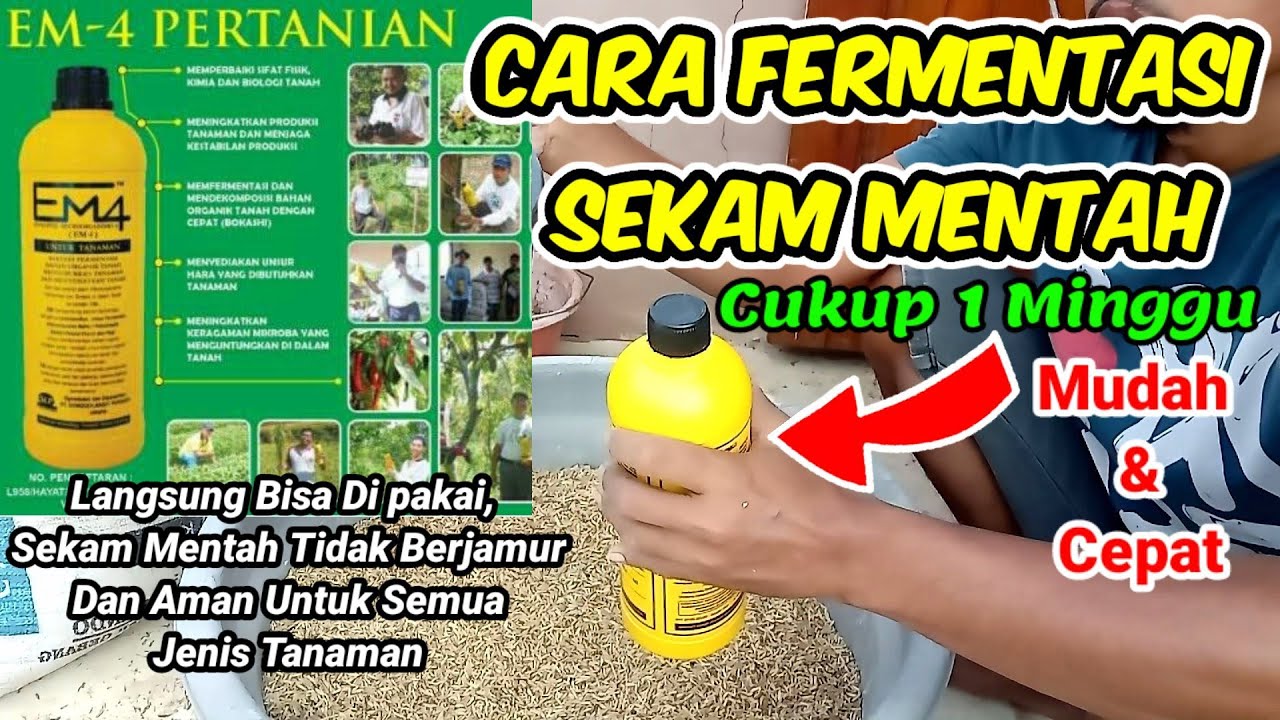 Cara Fermentasi Sekam Mentah Untuk Tanaman Agar Tumbuh Subur