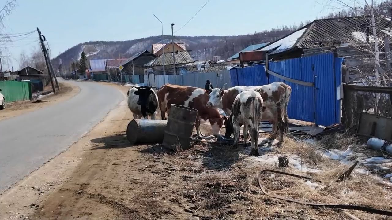 Якутия, Ленский мост и село Старя Табага - новая жизнь или исчезновение старинного, ямщицкого села?