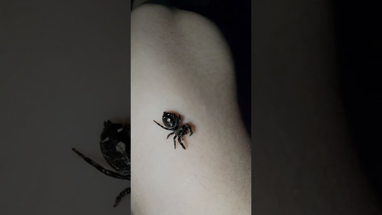 Maybels morning bugin #bold jumper #jumping spiders