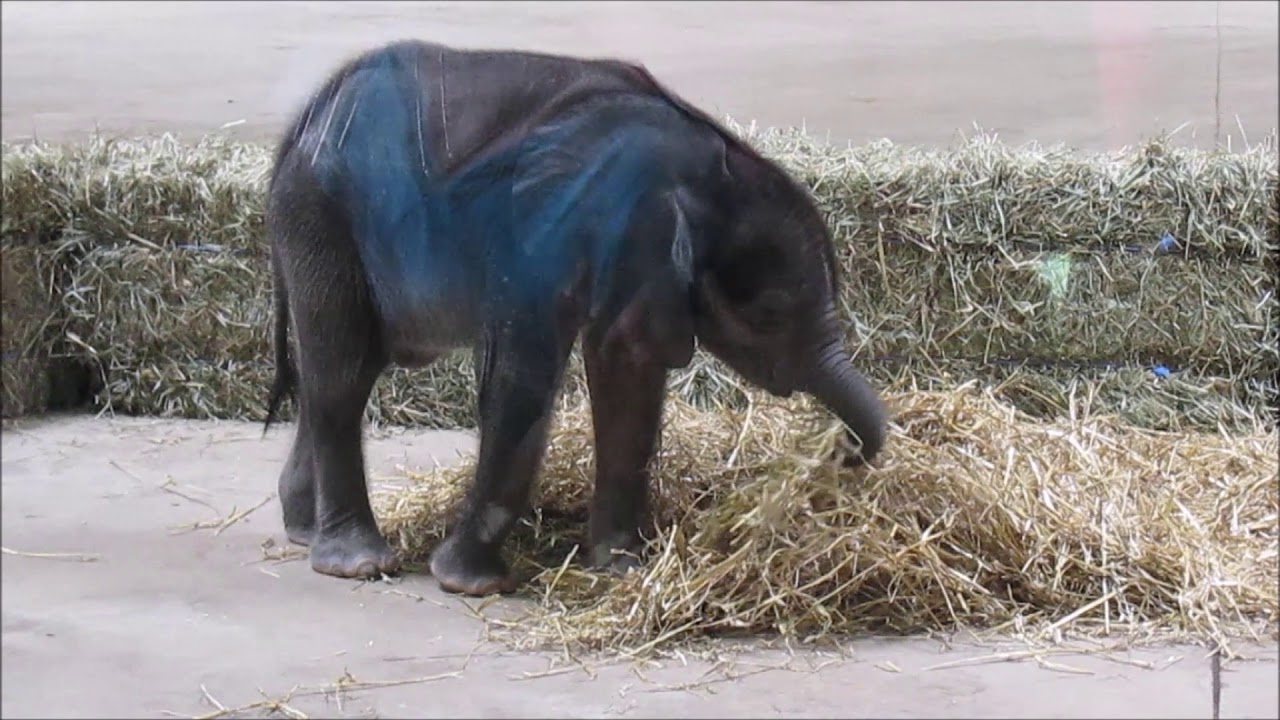Baby Elephant 2017