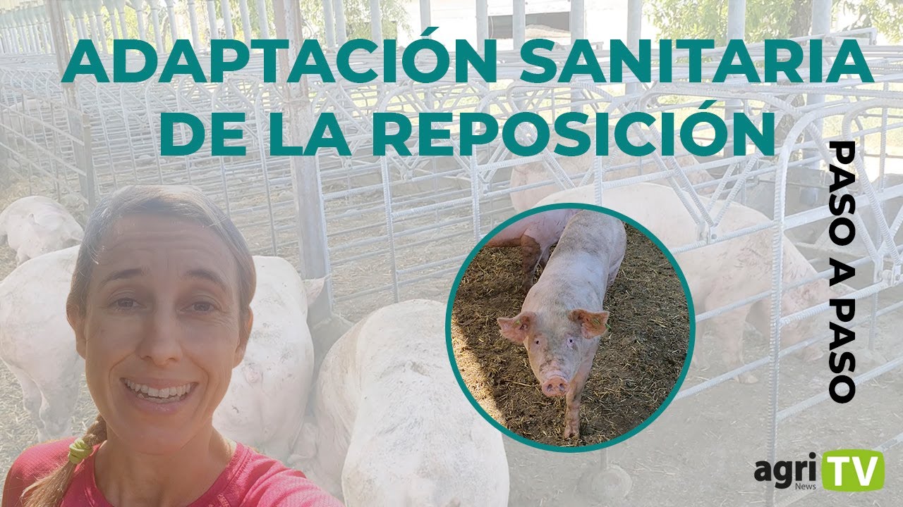 🐷BUENA ADAPTACIÓN SANITARIA DE LA REPOSICIÓN 🐷 ¿Cómo realizarla con ÉXITO? |PASO A PASO|