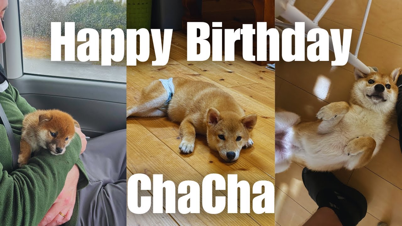 Our Dog Turns 1! 🎂 One Year Growing Up in Japan