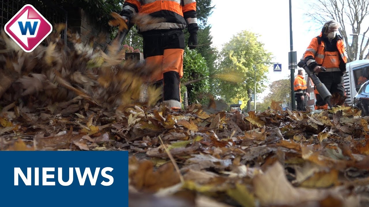 Drukte voor Haags Veegbedrijf met al die vallende bladeren - OMROEP WEST