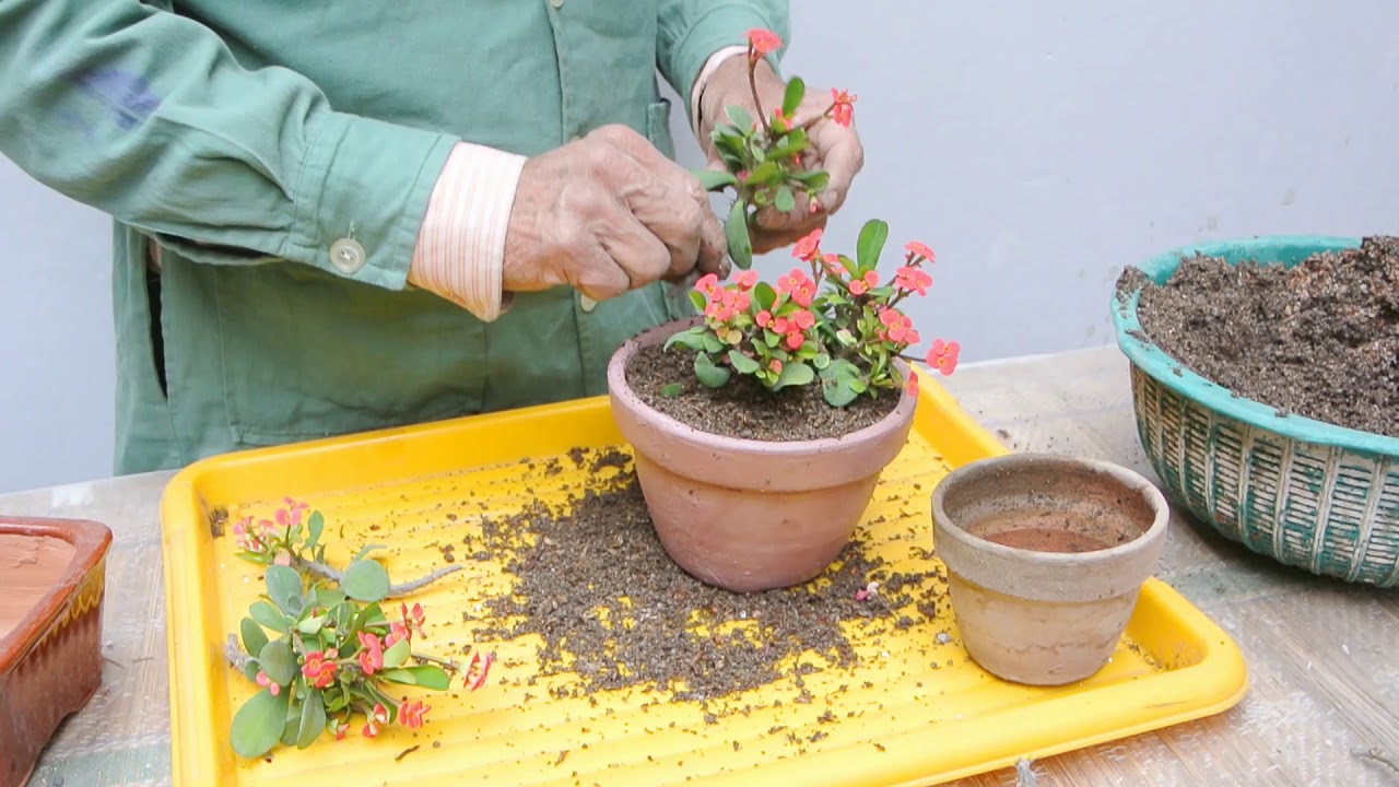 Reproducción de la corona de cristo 2