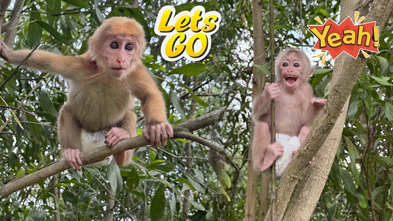 Lucky and Sunny Climb Trees to Relieve Stress–Their Joyful Eyes Melt Everyone’s Heart!