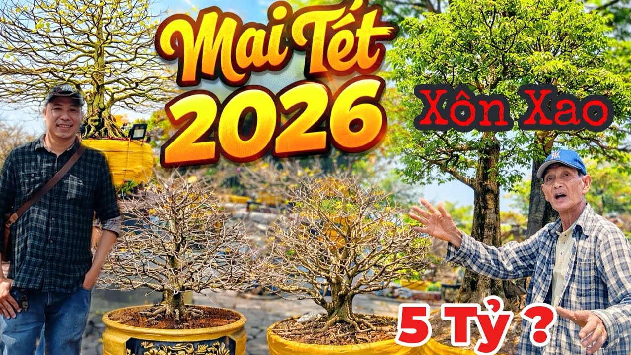 Xôn Xao Mai Vàng 5 Tỷ - Mai Lu Độc Lạ 2026 Bính Ngọ | Mai TẾT Đổ Bộ Chợ Hoa Xuân Long Xuyên.