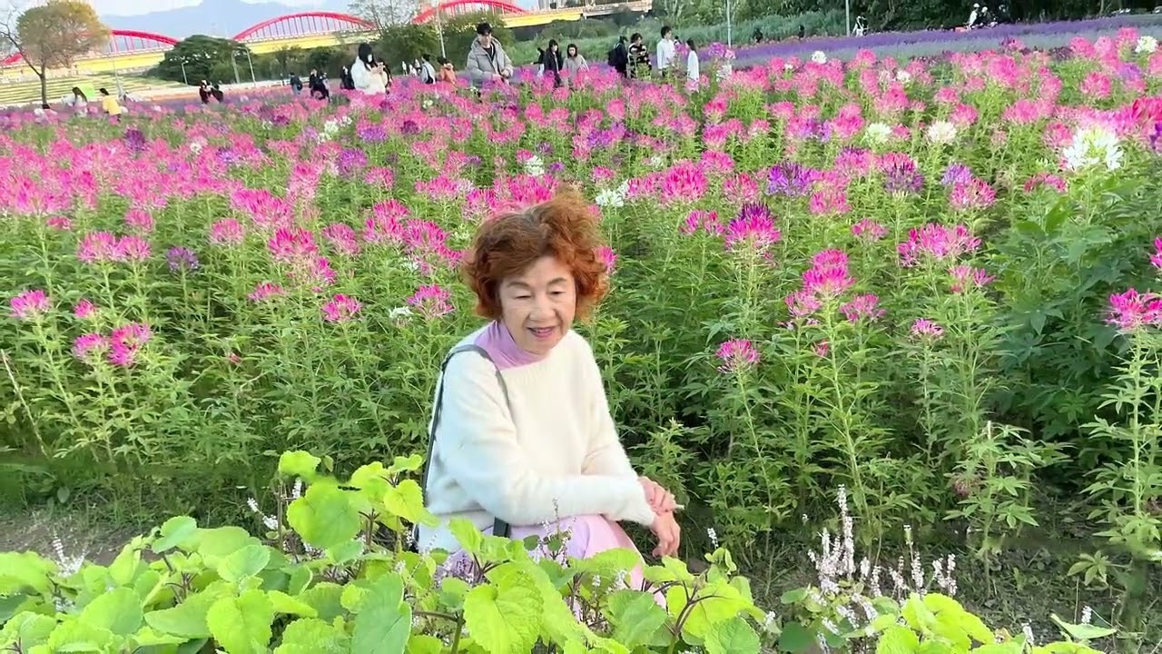 115年3月14日古亭河濱公園夢幻花海（1）