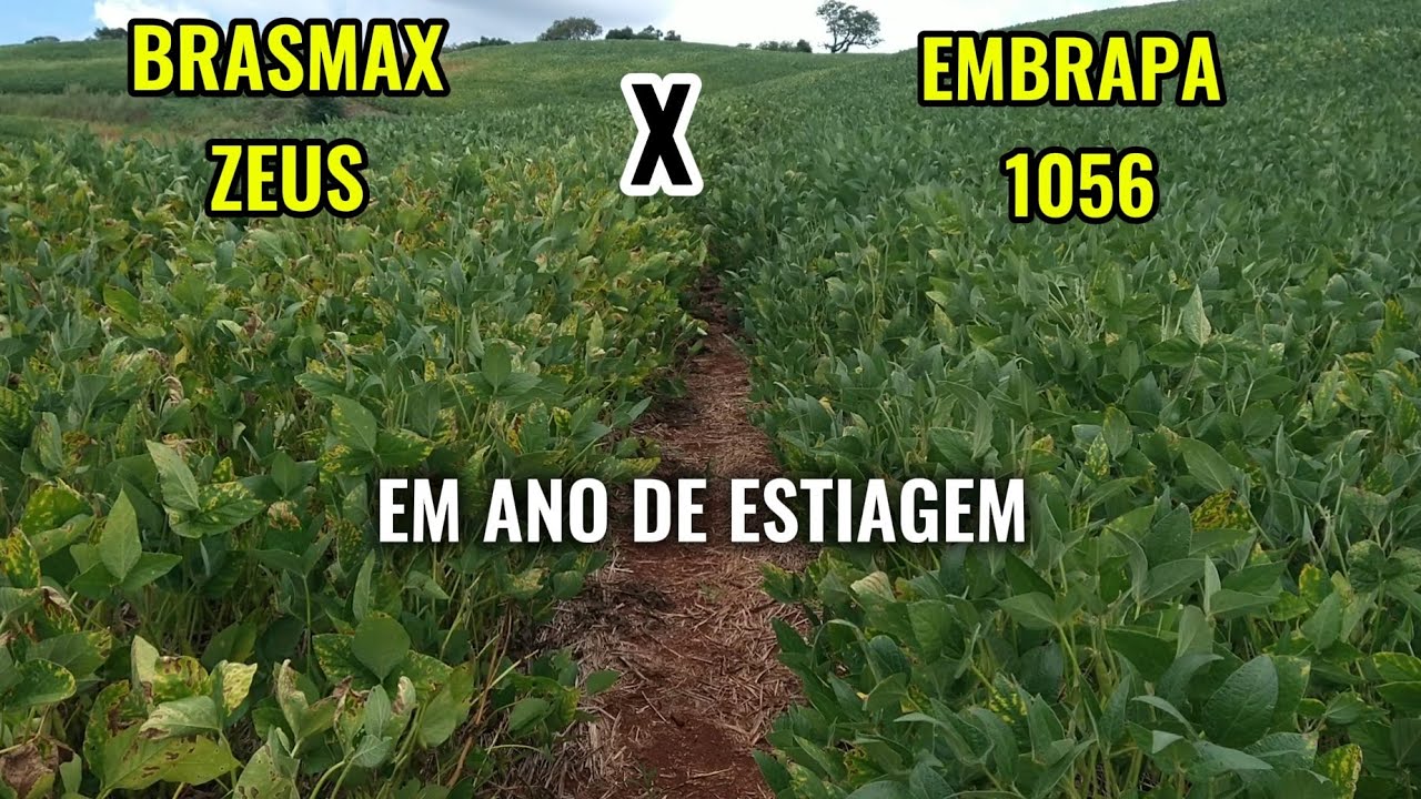 🌱 COMPARATIVO: EMBRAPA BRS 1056 X BRASMAX ZEUS EM ANO SECO