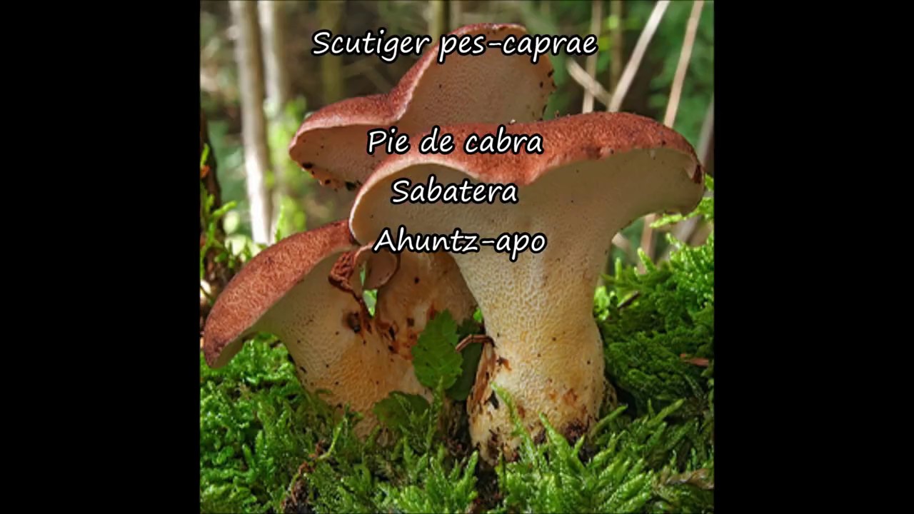 QUE SETAS SON COMESTIBLES EN FEBRERO