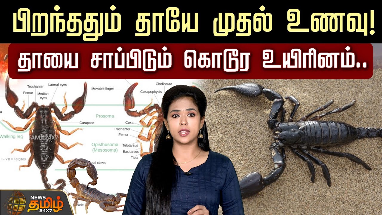 பிறந்ததும் தாயே முதல் உணவு! தாயை சாப்பிடும் கொடூர உயிரினம்.. விஷமே மருந்தாகும் அதிசயம்! | Scorpion