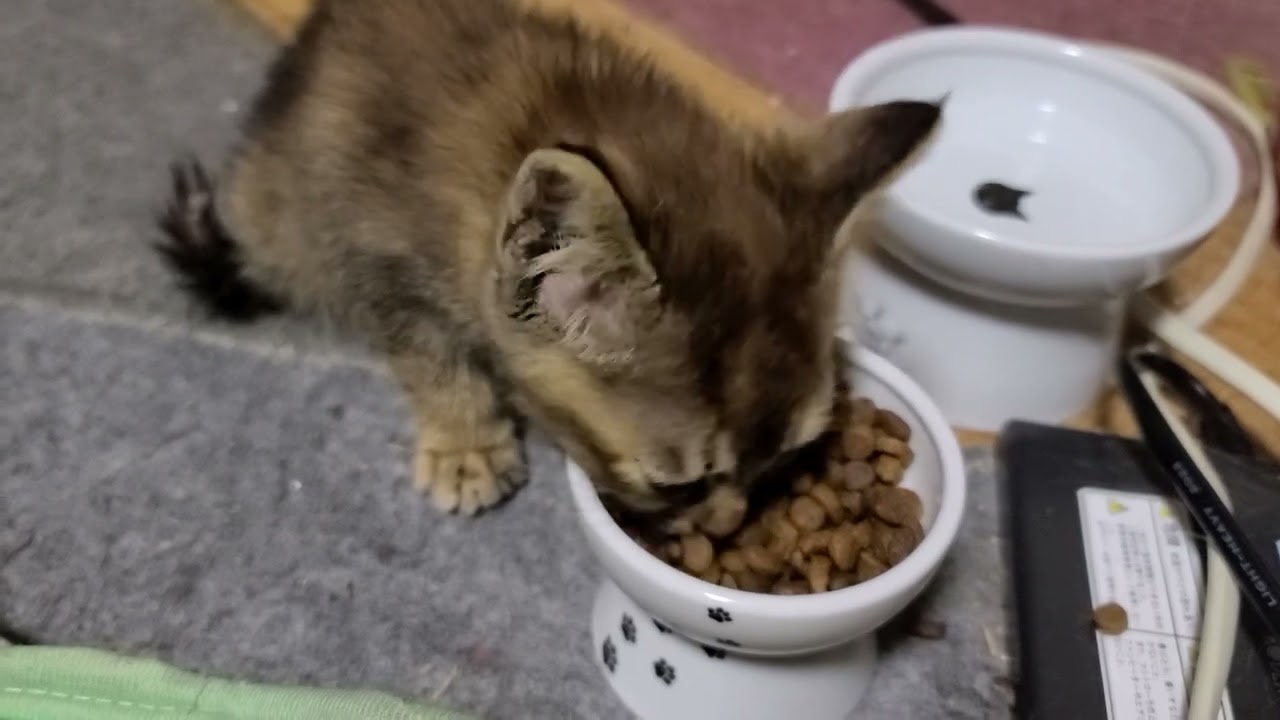 保護した仔猫。あれからビビは。。。