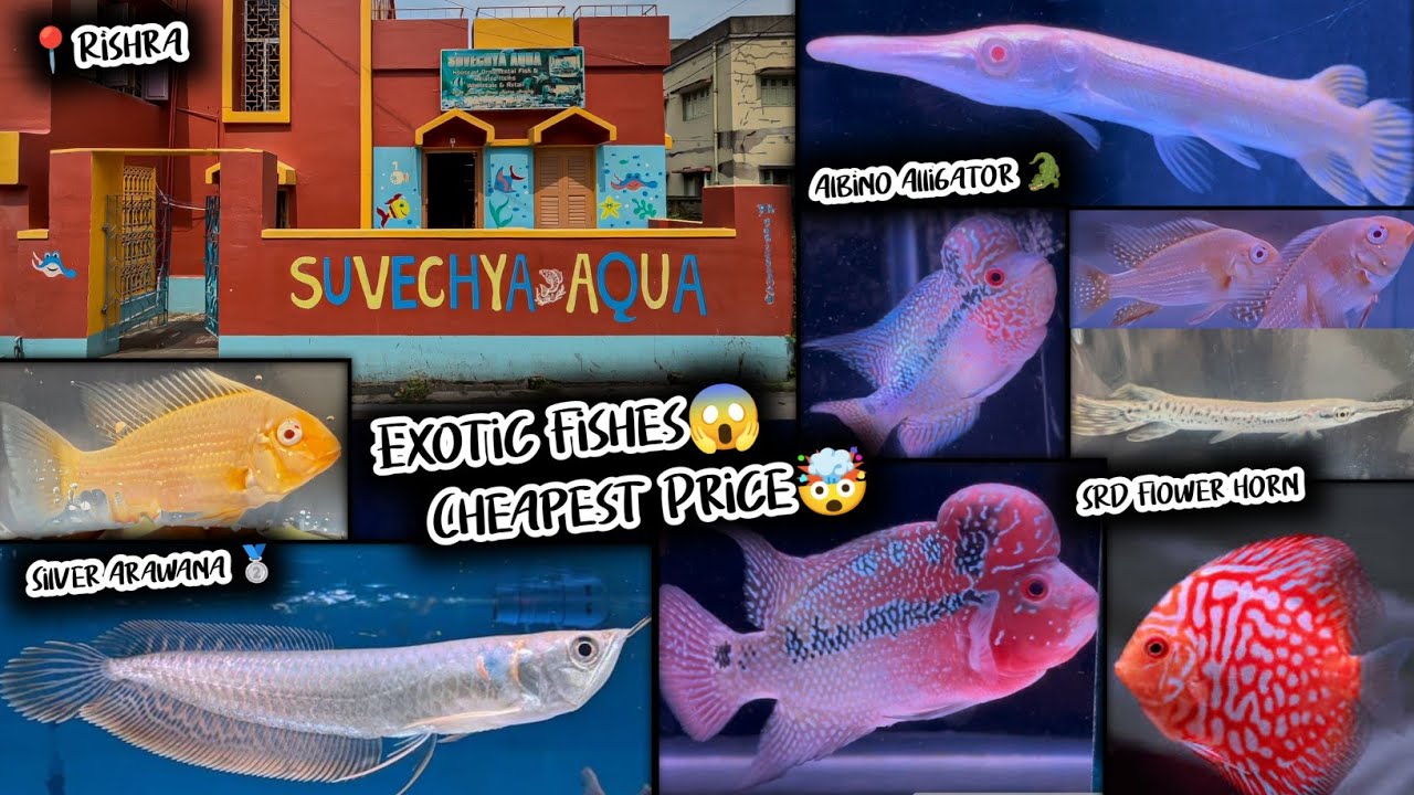 Arawana, Flower Horn, Alligator Gar 😱| Suvechya Aqua | Imported Aquarium Fish Price Update | Rishra