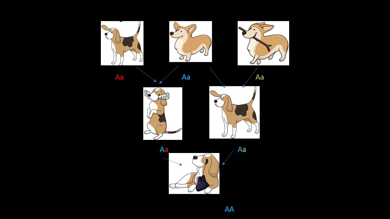 Clase 7. Parte 1. Parentesco y consanguinidad. Genética de Poblaciones.Vet. UNRN Veterinaria
