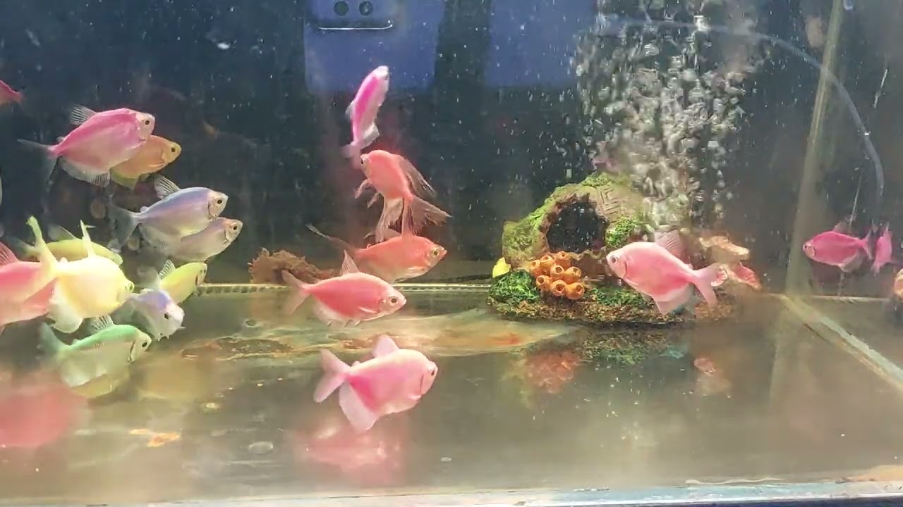 Relaxing Aquarium Fish Tank Sounds no music