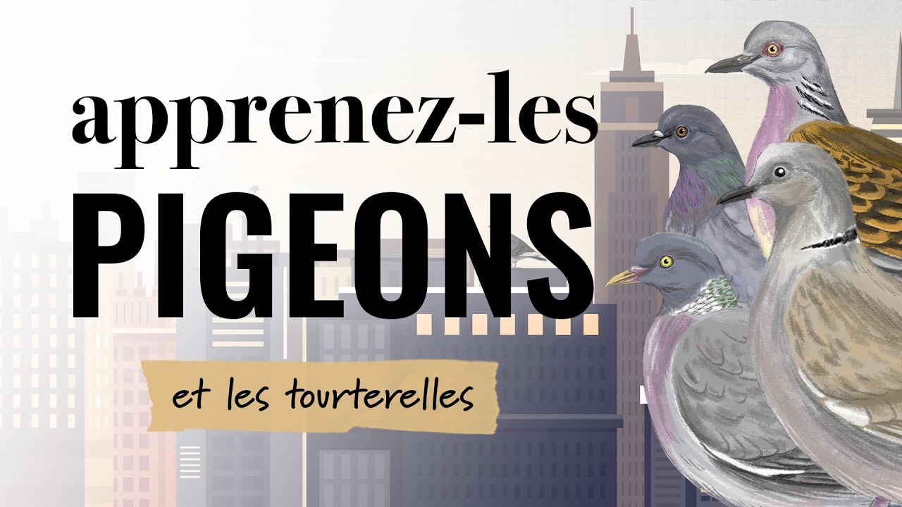 Identifiez les pigeons et tourterelles | Apprenez-les tous #17