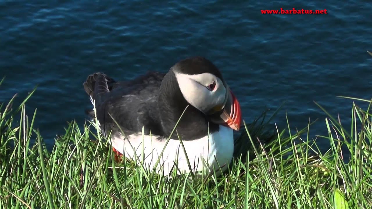 Frailecillo atl&aacute;ntico ( Fratercula arctica ) Puffin . Parte II