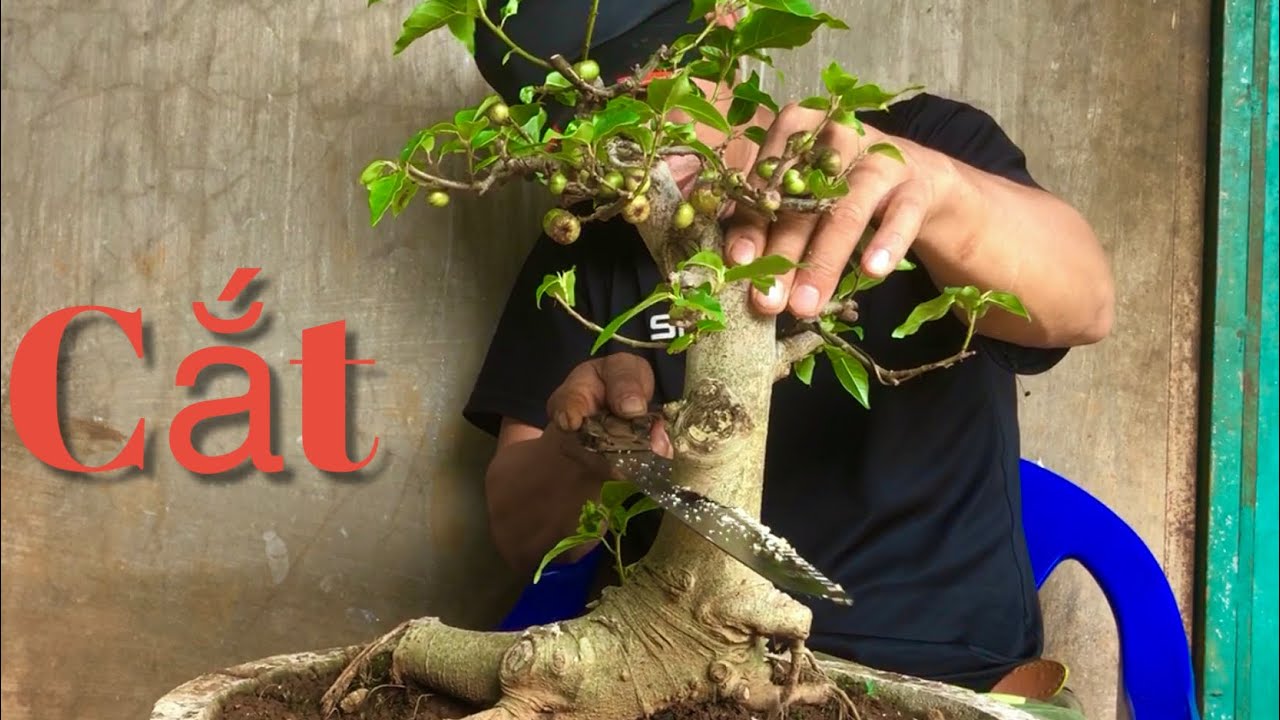 Tập 138/cắt tạo đường cong cho cây sung bị đơ thân