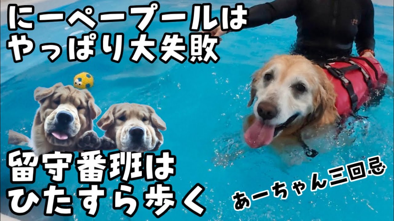 【三回忌】にーぺープール班はやっぱり大失敗留守番班はひたすら歩く