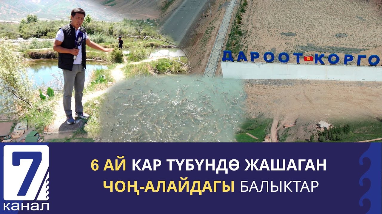 БАЛЫК ӨСТҮРҮП, КИРЕШЕ ТАПКАН ЧОҢ-АЛАЙДАГЫ ЖАЛГЫЗ БОЙ, ИШКЕР АЯЛ
