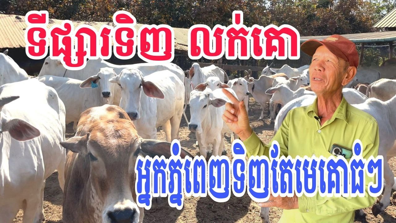 ទីផ្សារទិញ លក់គោល្អ កន្លែងទិញគោនៅភ្នំពេញទិញរកតែមេគោធំៗ