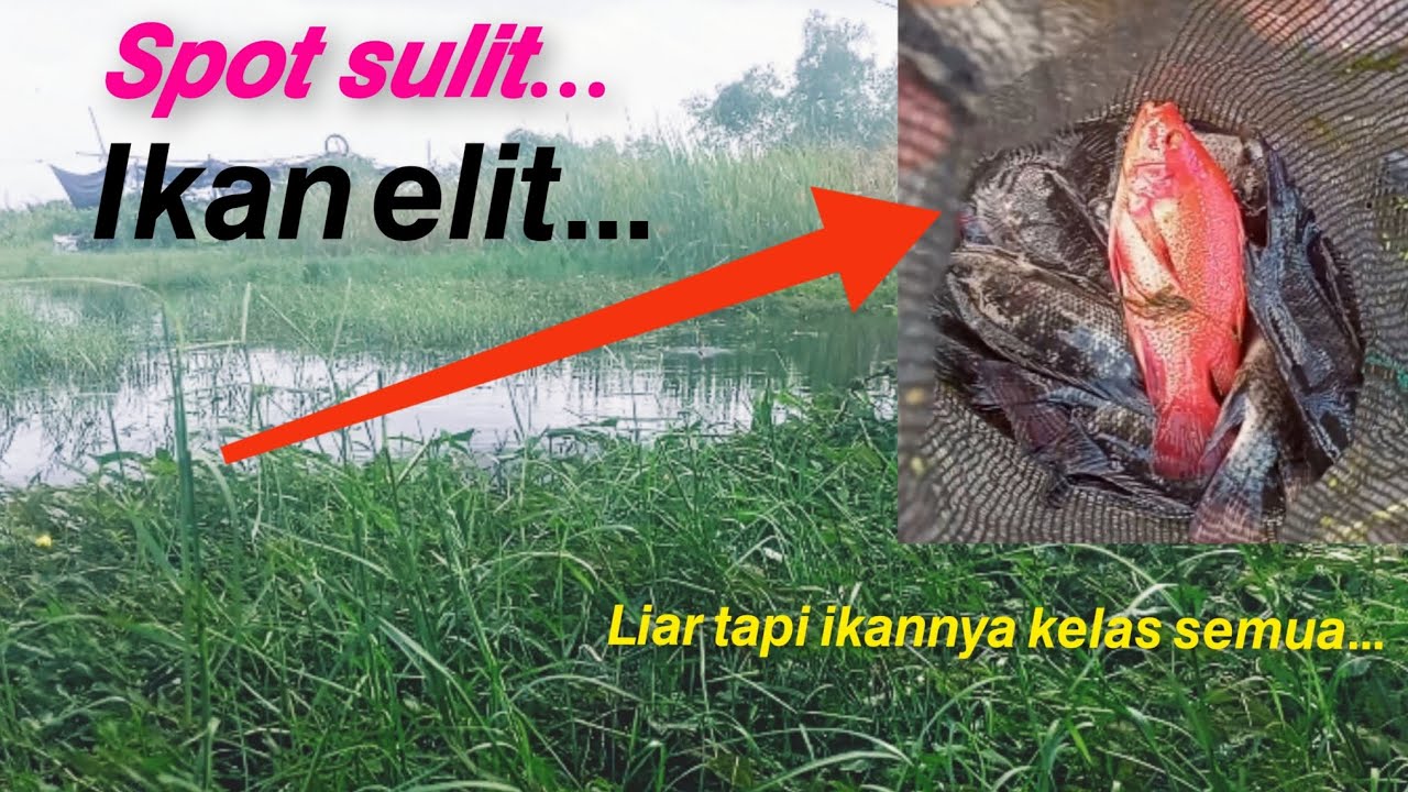 Mancing ikan ini sangat mudah jika tahu cara nya........ 