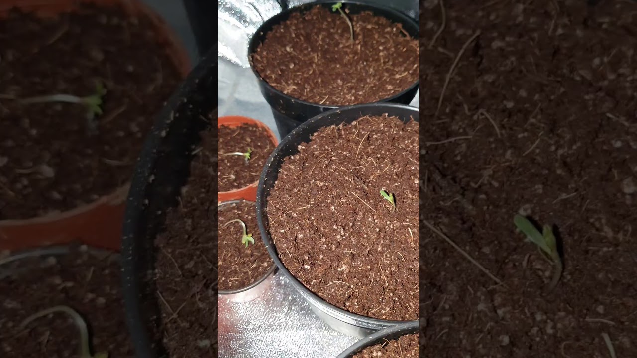Primer trasplante- cultivo exterior