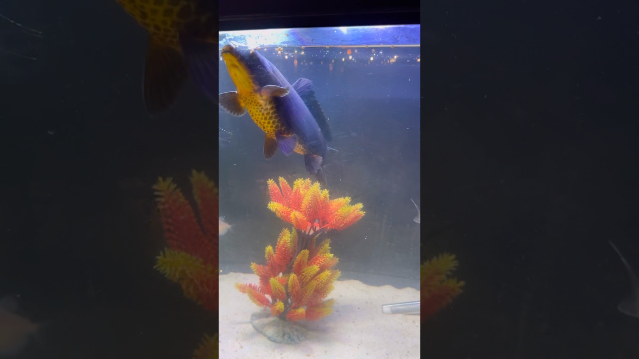 #fish