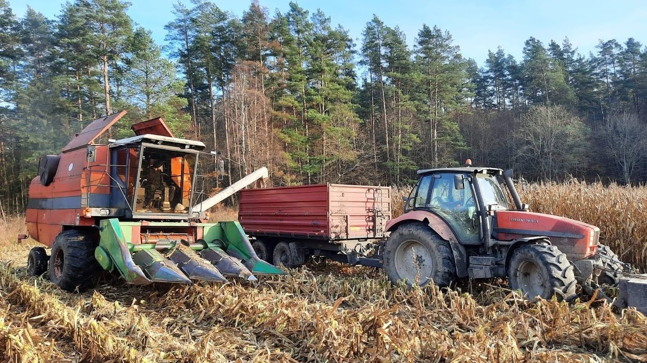 Bizon w Kukurydzy  testy polowe Cz.1