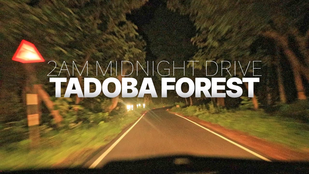 2AM MIDNIGHT DRIVE IN TADOBA FOREST 4K