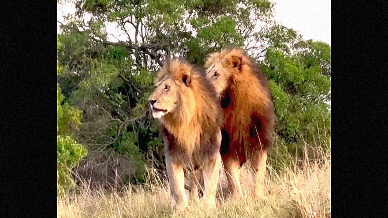 Black Rock Male Lions in Salas Males Territory | Salas Males on High Alert | Masaimara | Today