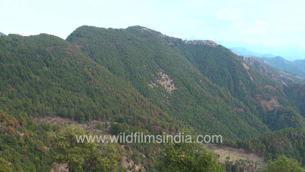 Herd of sheep grazing in the middle Himalaya, form long line as they travel Mussoorie-Dhanolti road
