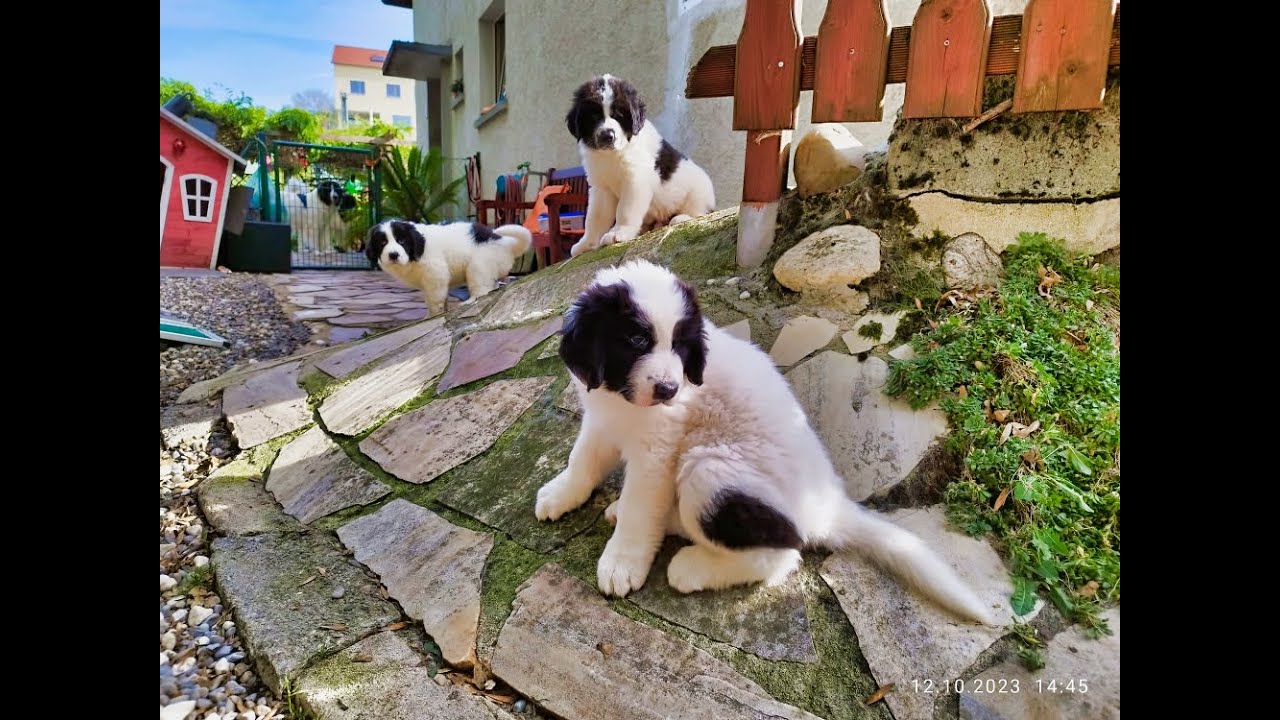 Landseer vom Palmenstein. 7te Lebenswoche unserer Welpen vom I-Wurf.