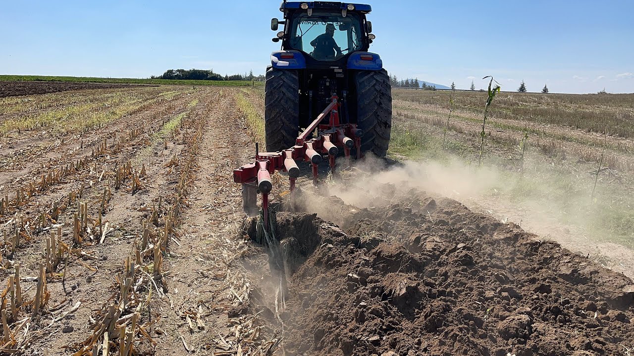 SİLAJ YAPILMIŞ MISIR TARLASI NADASI NEW HOLLAND T6090