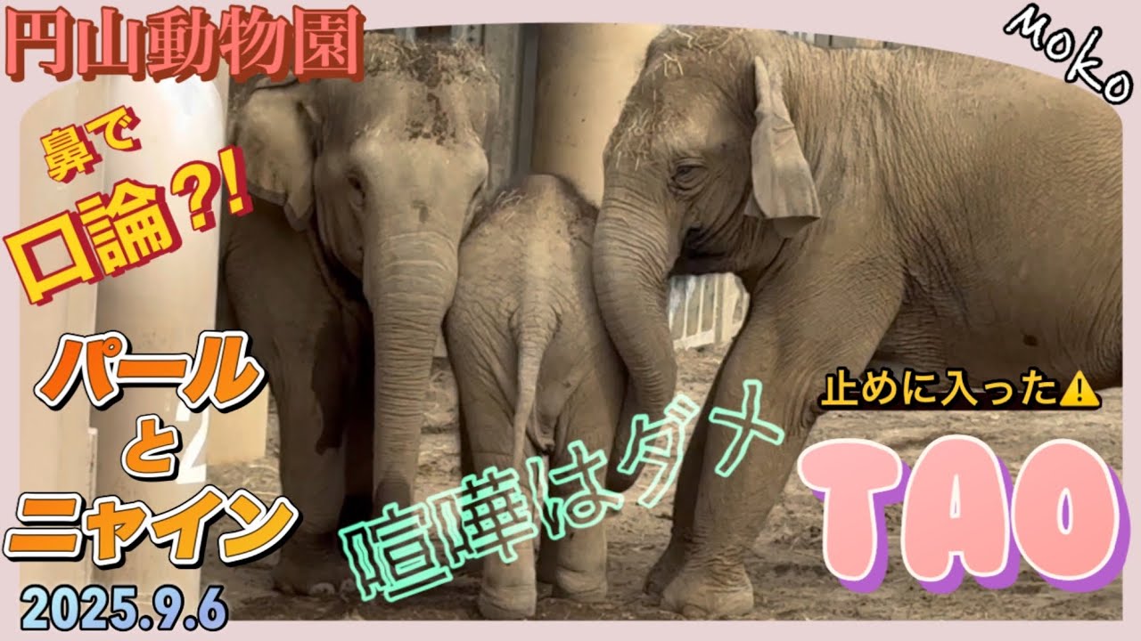 鼻口論か？【パール＆ニャイン】⚠心配した【タオ】がお尻から割り込んで止める🐘