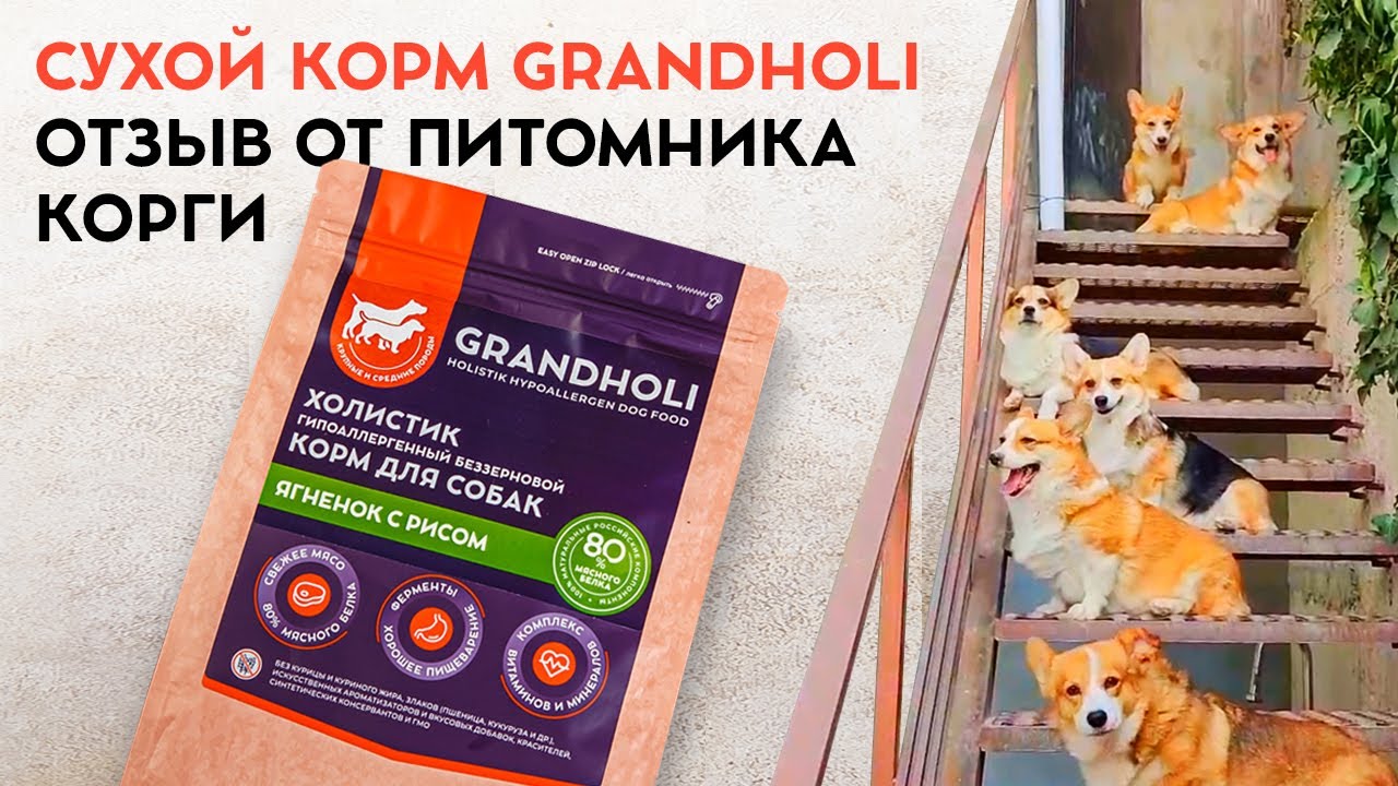 Сухой корм Grandholi. Отзыв питомника корги о применении нашего корма.