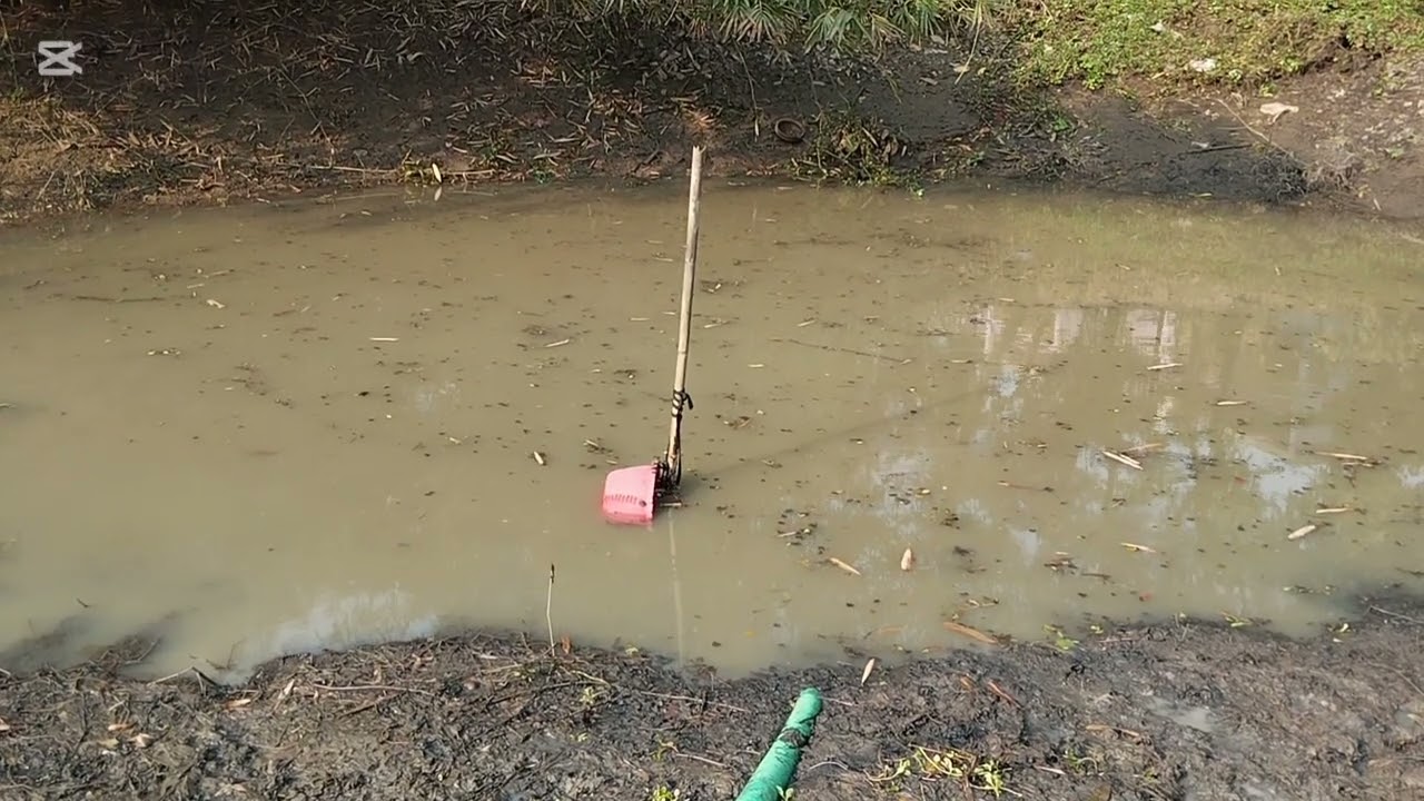 বিশাল বড় পুকুর শেষে দেশি মাছ ধরার দৃশ্য 