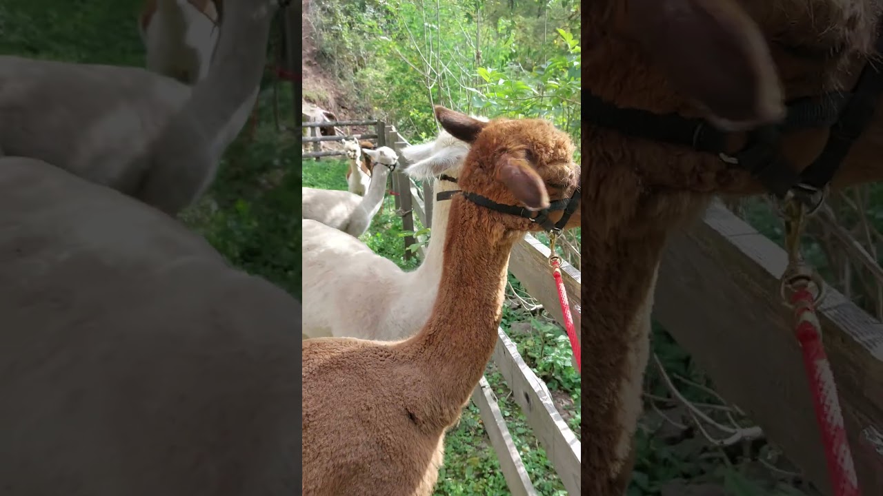 Attivit&agrave; con Lama ed Alpaca a Cavalese Trentino - Valfiemme Tourist Card
