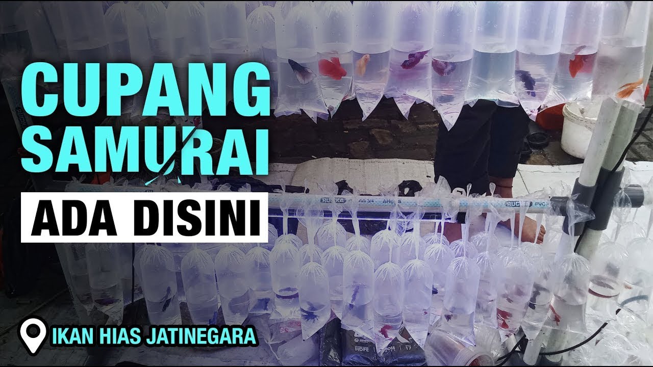 LAPAK CUPANG ISTIMEWA !!! HARGA MURAH MERIAH