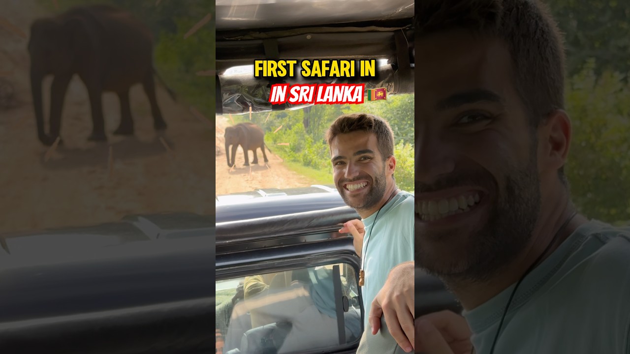 Наше первое сафари на Шри-Ланке было в Удавалаве, и мы увидели всё 😍🐘 #путешествия #шриланка #влог