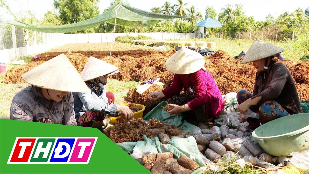 Vĩnh Bình tất bật vụ nấm rơm Tết | Nông thôn ngày nay - 13/2/2026 | THDT