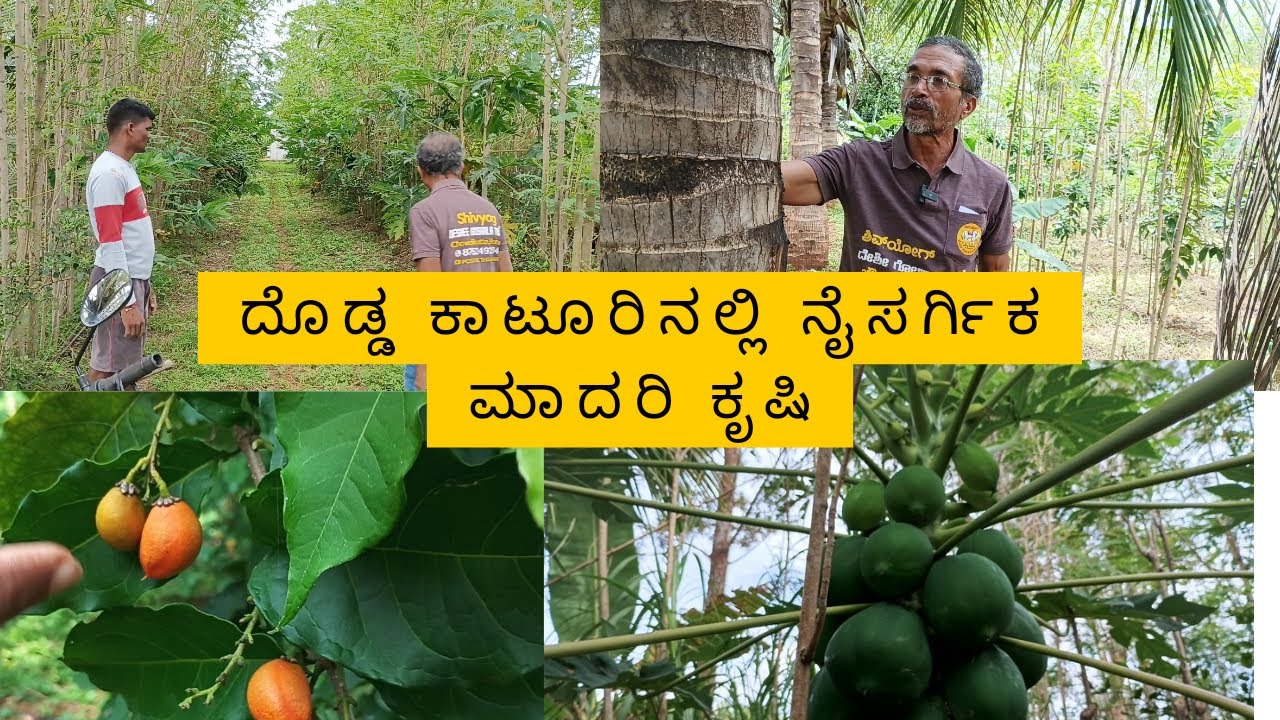 1 ವರ್ಷ 2 ತಿಂಗಳ ನಂತರ ದೊಡ್ಡ ಕಾಟೂರಿನಲ್ಲಿ ನೈಸರ್ಗಿಕ ಮಾದರಿ ಕೃಷಿ ವಿನ್ಯಾಸ...          #naturalfarming