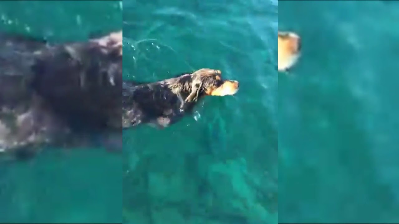 Ritrovamento di cane vivo in mare, Specchiarica Manduria