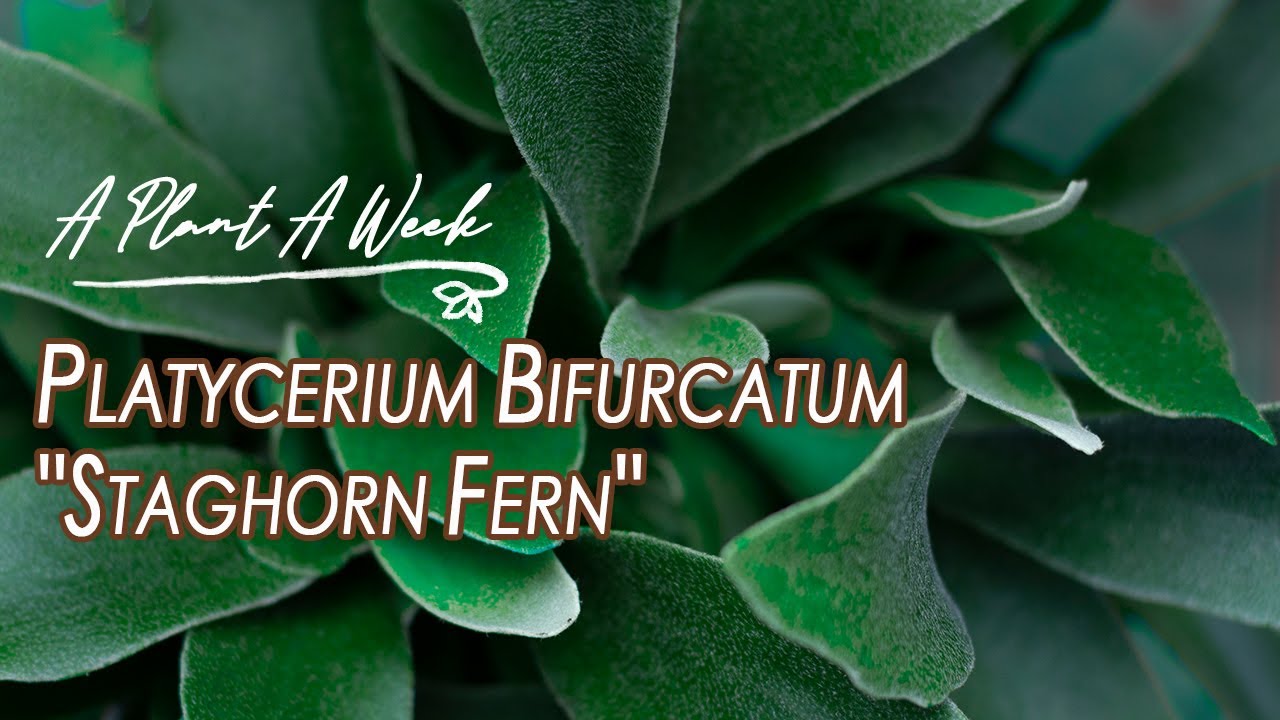 Platycerium Bifurcatum 