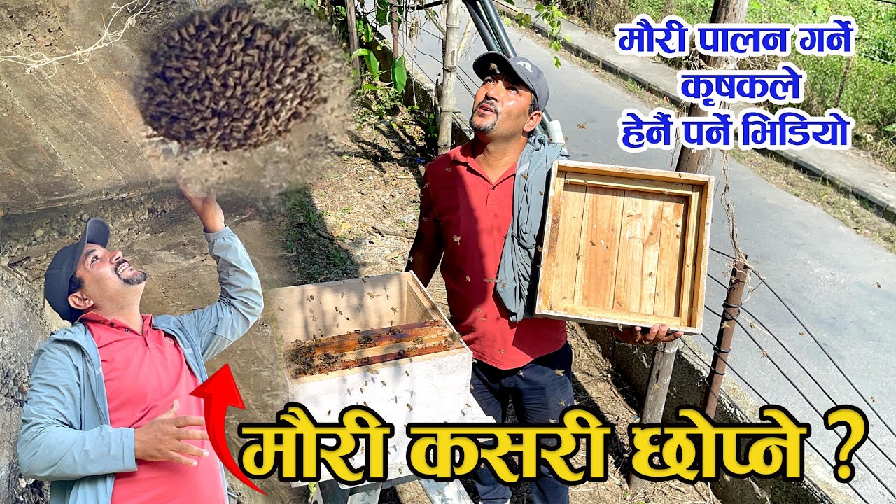 भागेको मौरी छोप्ने तरिका  -Mauri Palan In Pokhara